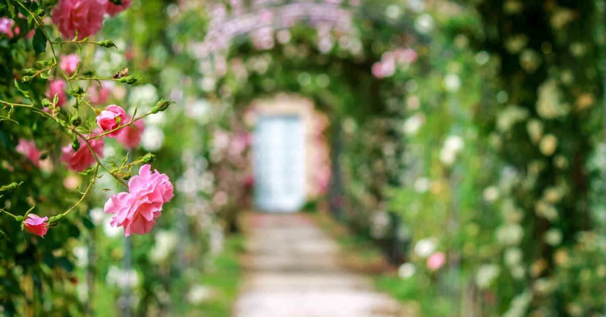 chandigarh-rose-garden