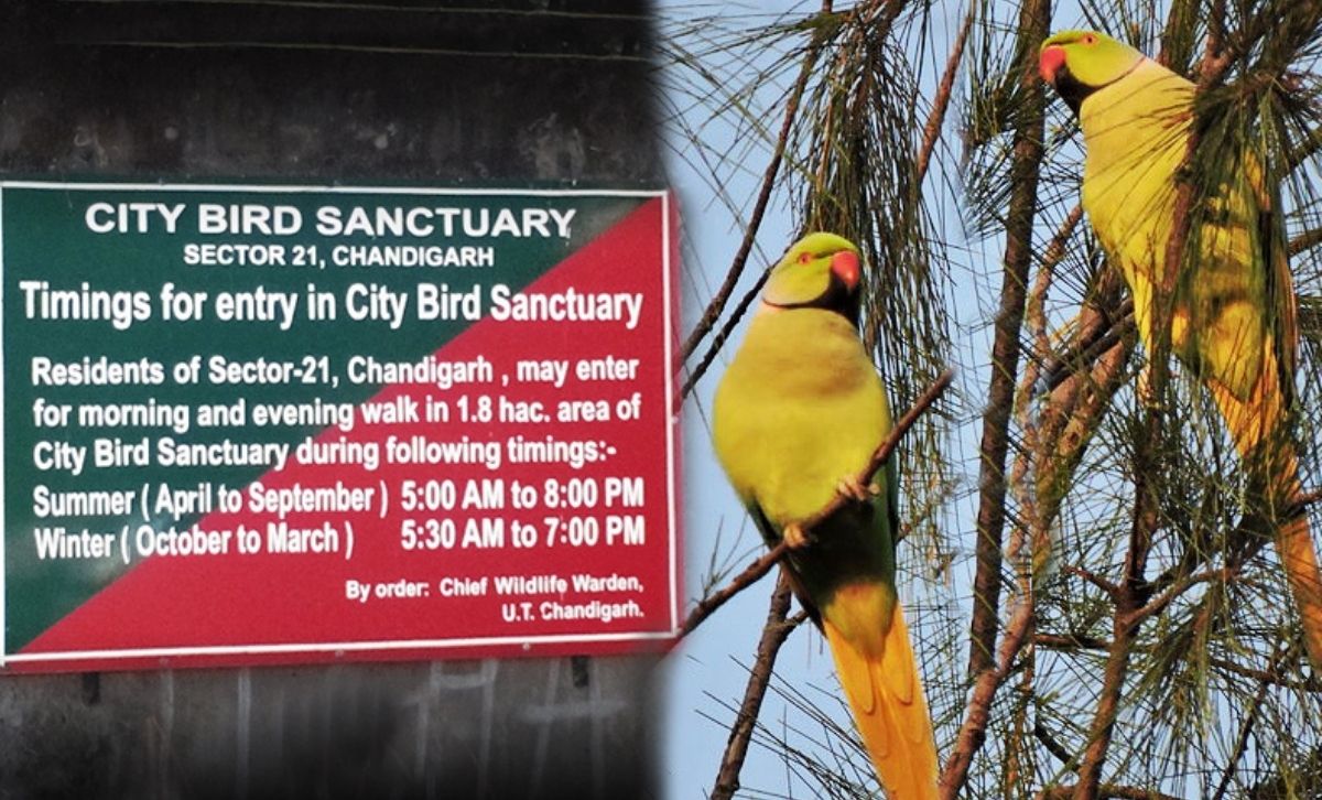 Parrot-Bird-Sanctuary-is-the-greenest-spot-in-Chandigarh