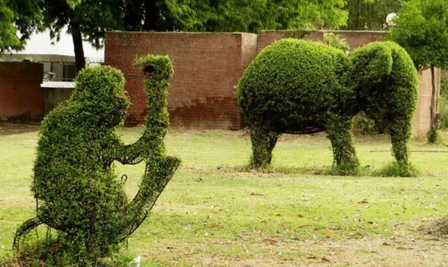 A walk to remember in the Artistic Topiary Garden in Chandigarh
